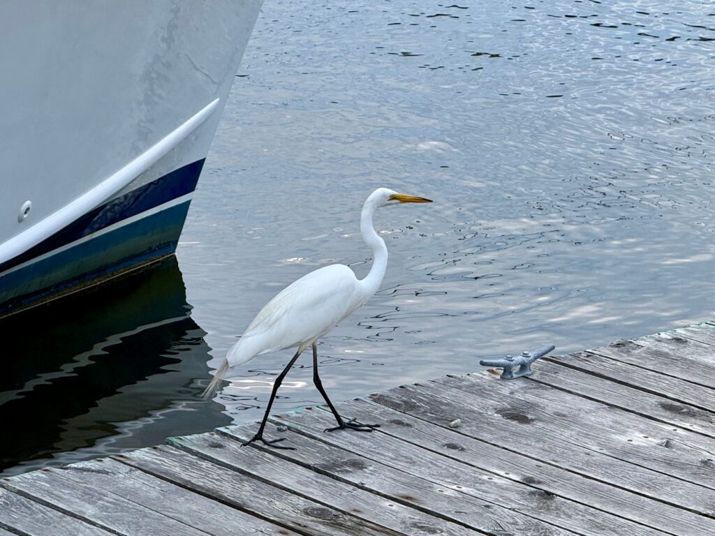 Dock Visitor checking out the boats at the 2026 WoodenBoat Show at Mystic Seaport in Mystic, CT